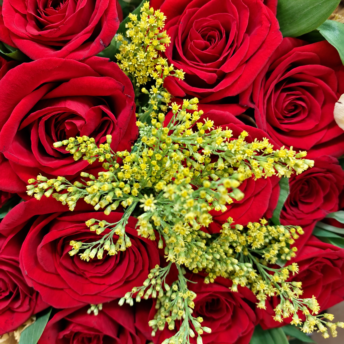 Acercamiento de rosas rojas con delicadas flores amarillas de solidago y hojas verdes. Velve Floristería, Paseo de las Flores, Heredia.