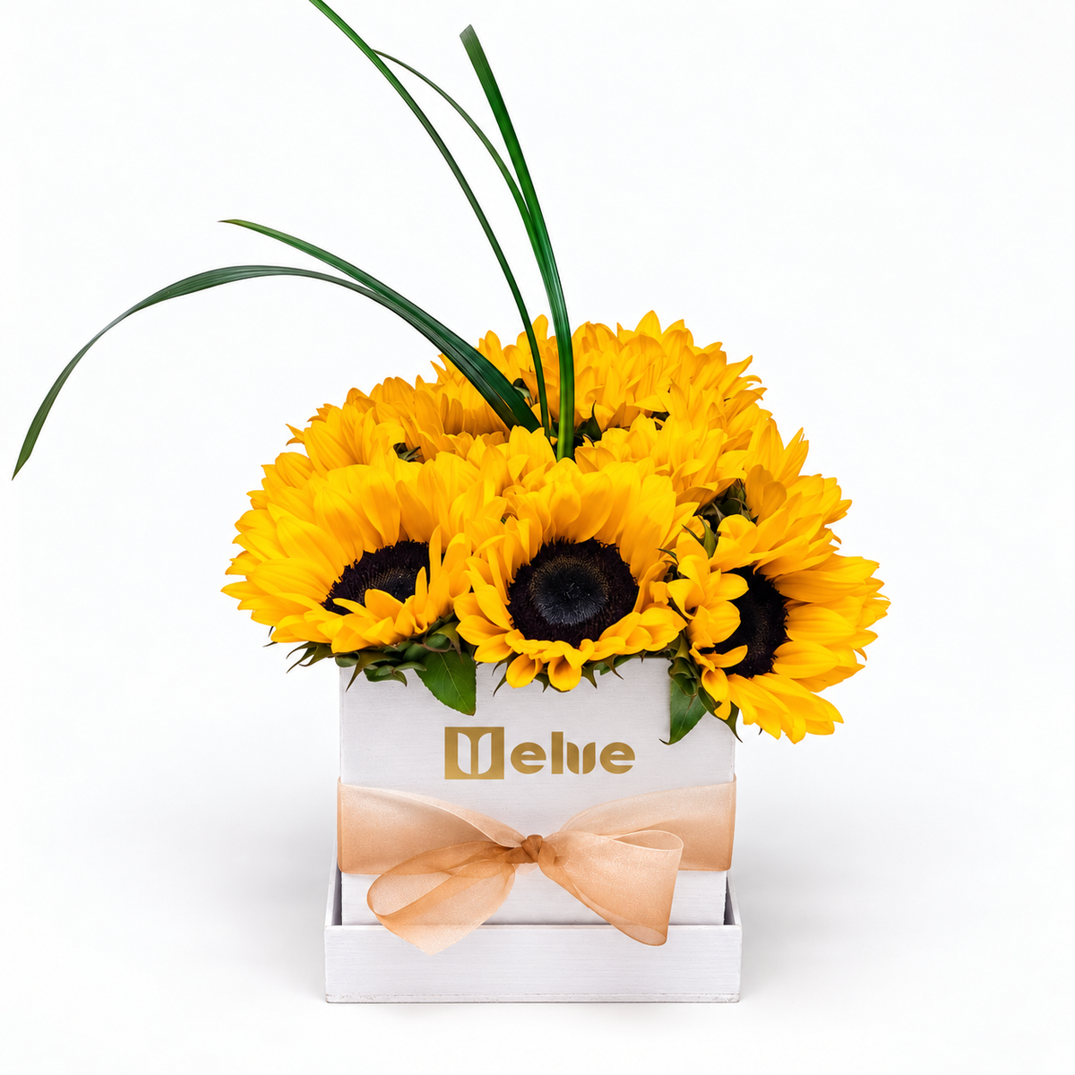 girasoles amarillos y hojas verdes en caja de madera blanca con lazo champan vista frontal velve floristeria heredia